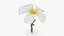 Plumeria Alba Collection
