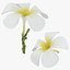 Plumeria Alba Collection