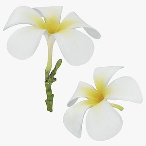 Plumeria Alba Collection