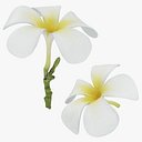 Plumeria Alba Collection