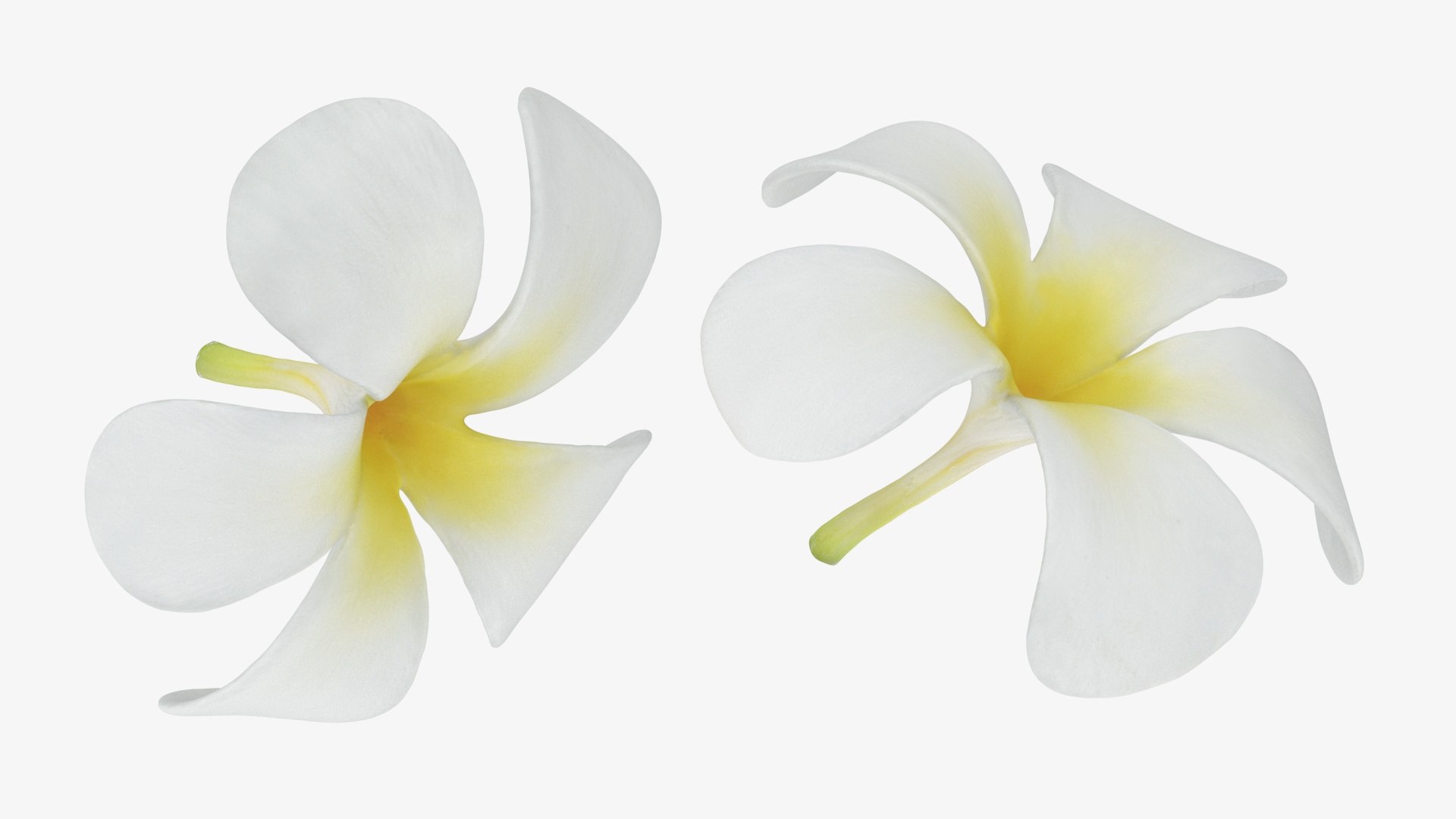 Plumeria Alba Collection model https://p.turbosquid.com/ts-thumb/xi/oj9WKu/b5/plumeriaalbaflow_a0003/jpg/1743875068/1920x1080/fit_q87/1d14e2d84c18ce640cbcb02ffb5e92fbf81fc481/plumeriaalbaflow_a0003.jpg