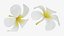 Plumeria Alba Collection
