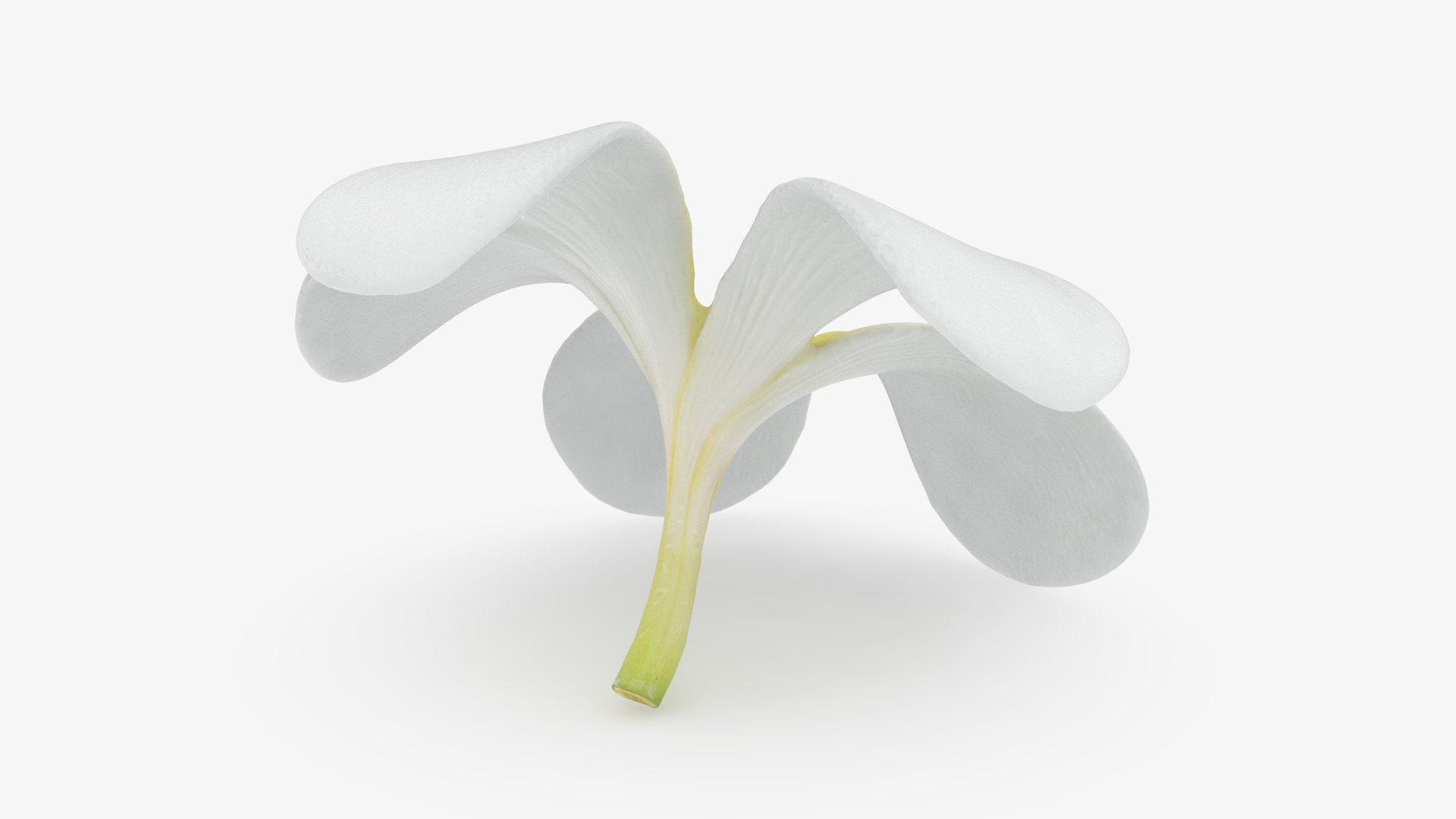 Plumeria Alba Collection model https://p.turbosquid.com/ts-thumb/xi/oj9WKu/fZ/plumeriaalbaflow_b0000/jpg/1743875066/1920x1080/fit_q87/ffd88349461762361a079574a84f64b002455a4b/plumeriaalbaflow_b0000.jpg