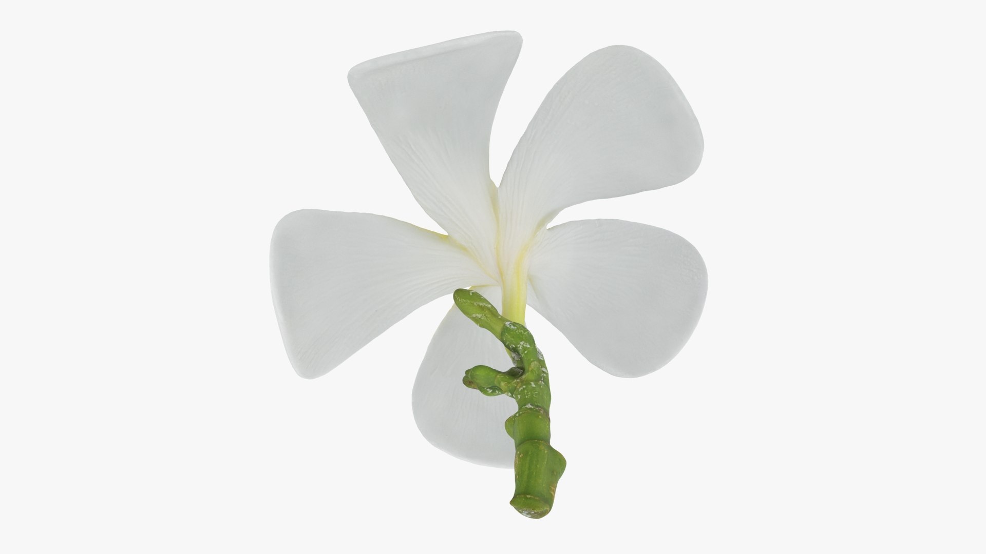 Plumeria Alba Collection model https://p.turbosquid.com/ts-thumb/xi/oj9WKu/hx/plumeriaalba_b0024/jpg/1743874951/1920x1080/fit_q87/5be40deb8e574b9971895de6f4656c4dd1f2886f/plumeriaalba_b0024.jpg