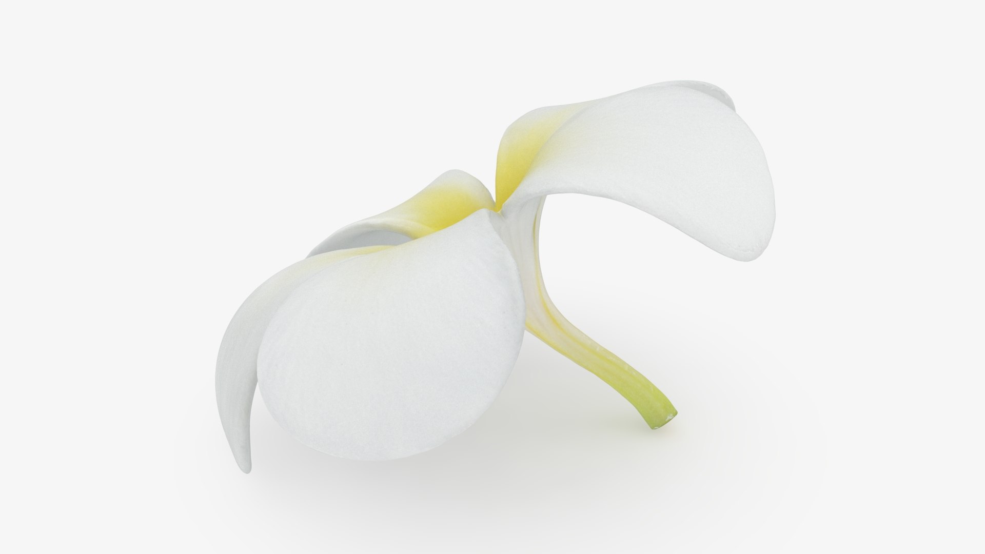 Plumeria Alba Collection model https://p.turbosquid.com/ts-thumb/xi/oj9WKu/i9/plumeriaalbaflow_b0004/jpg/1743875070/1920x1080/fit_q87/d58a7b937b7cdbb133533412969b5bed521eb8a5/plumeriaalbaflow_b0004.jpg