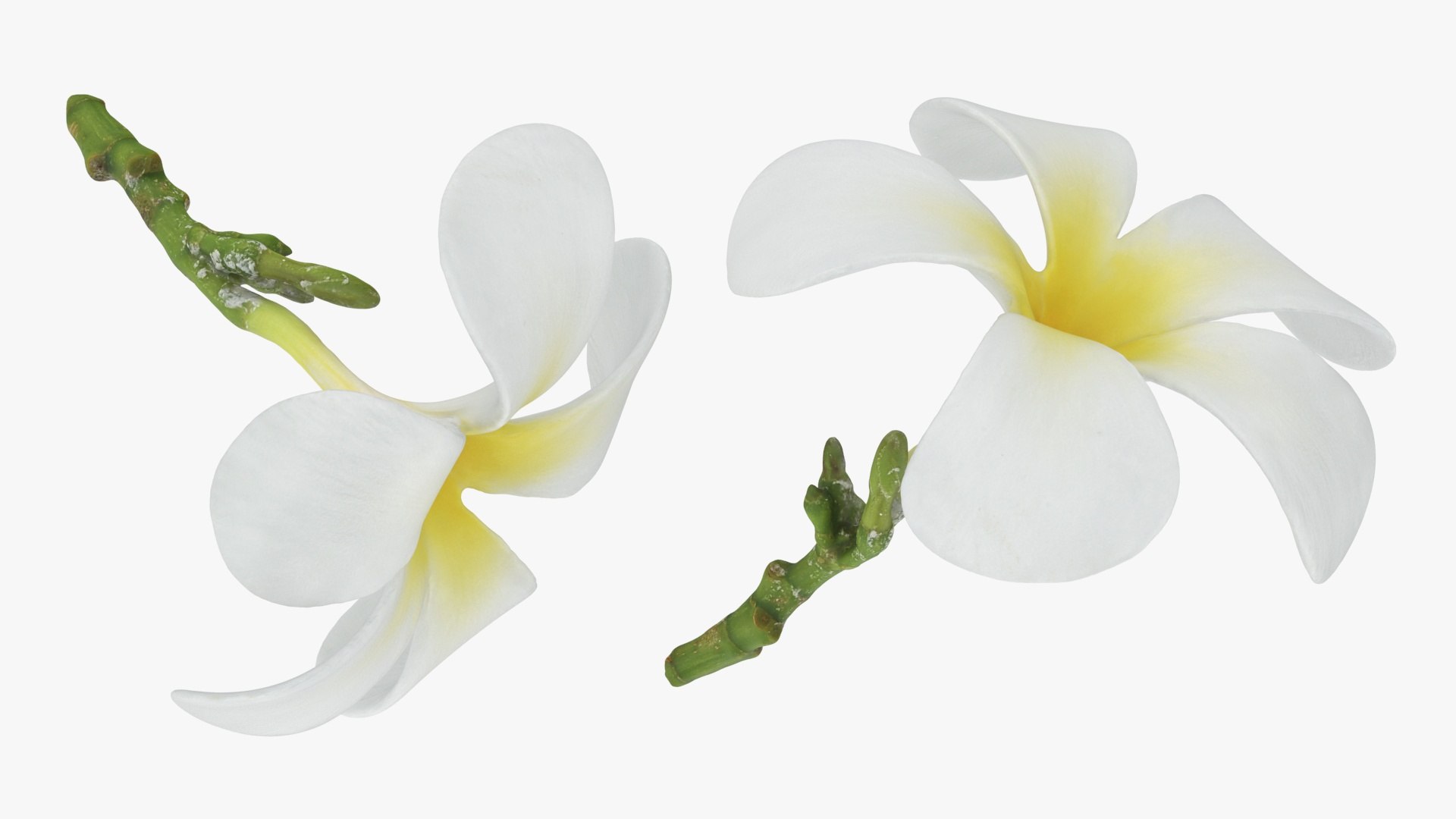 Plumeria Alba Collection model https://p.turbosquid.com/ts-thumb/xi/oj9WKu/zm/plumeriaalba_a0003/jpg/1743874944/1920x1080/fit_q87/2fc994974299b8303c86ec1a57621e3de9410e7d/plumeriaalba_a0003.jpg