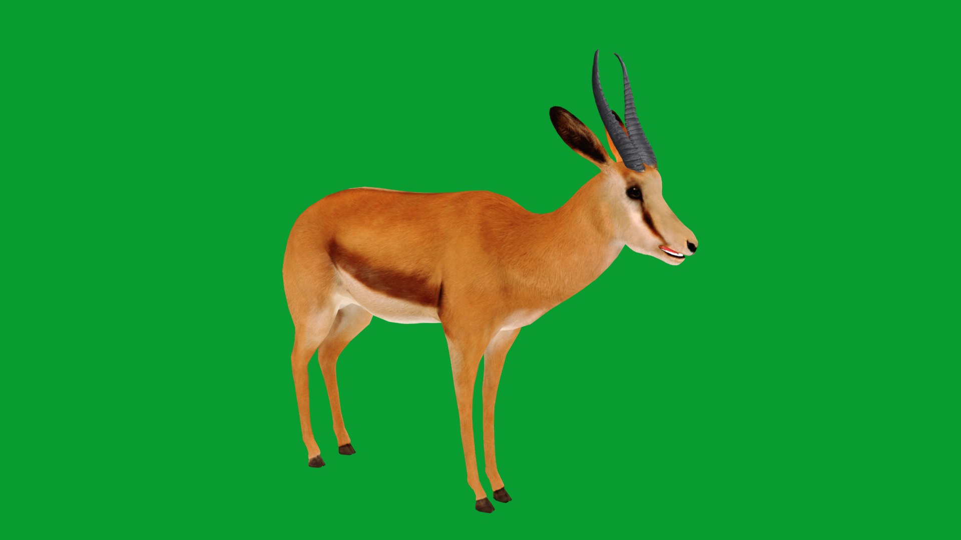 African Springbok Antelope 3D model https://p.turbosquid.com/ts-thumb/xi/pUuLRD/23/springbok_antelope11/png/1768821906/1920x1080/fit_q87/ecb031c21a9afe98330e5a54fefce025f3bdf989/springbok_antelope11.jpg
