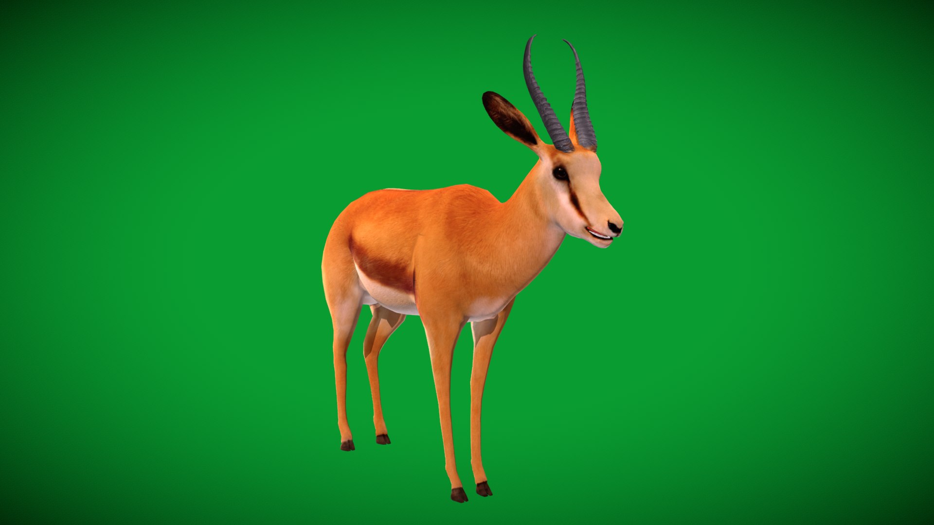 African Springbok Antelope 3D model https://p.turbosquid.com/ts-thumb/xi/pUuLRD/2R/springbok_antelope2/png/1768821861/1920x1080/fit_q87/658feede9d604c14729e6db2e9ace020af90423e/springbok_antelope2.jpg