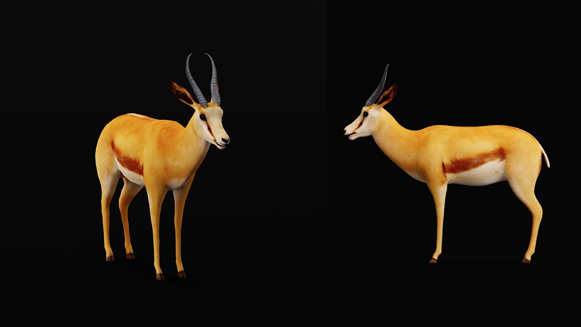 African Springbok Antelope 3D model https://p.turbosquid.com/ts-thumb/xi/pUuLRD/99/springbok_antelope3/png/1768821863/1920x1080/fit_q87/2f14a88db70bd212e44cd3cb6100f42e3f92ea90/springbok_antelope3.jpg