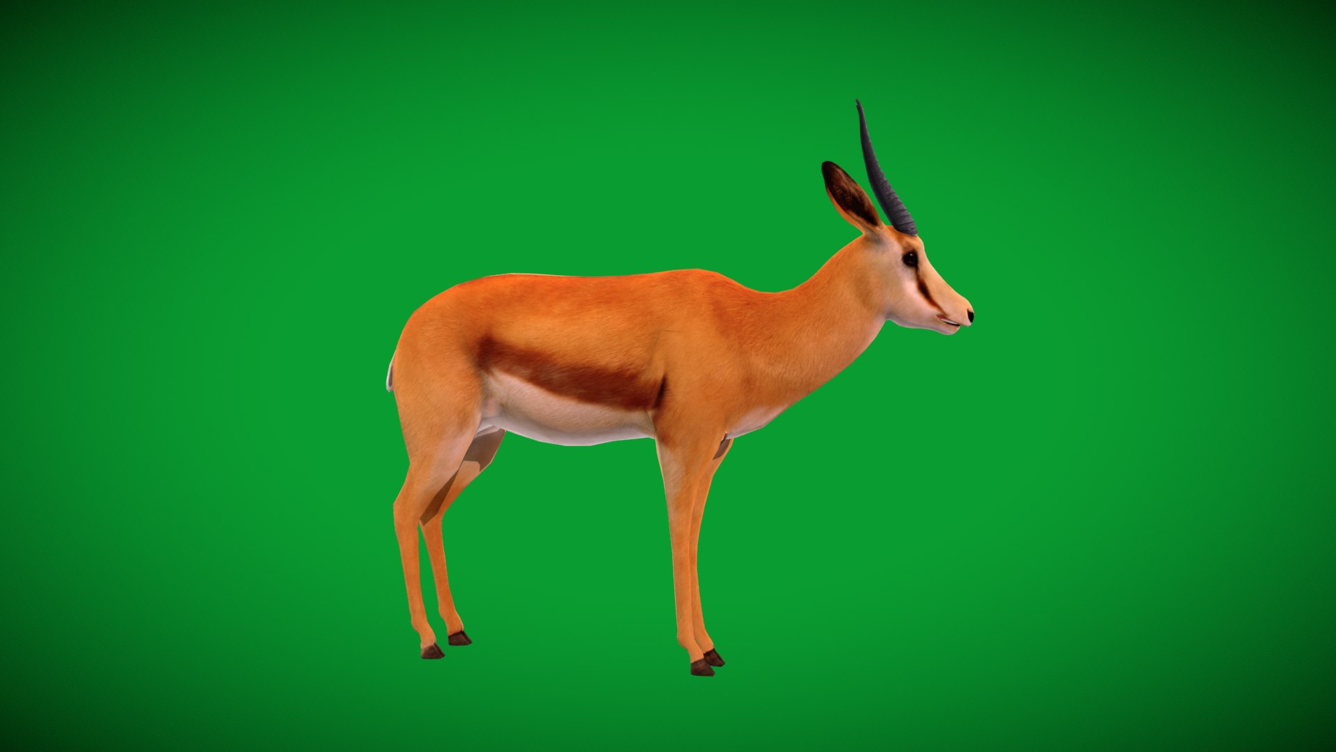 African Springbok Antelope 3D model https://p.turbosquid.com/ts-thumb/xi/pUuLRD/Ax/springbok_antelope/png/1768821951/1920x1080/fit_q87/400ea99a54382cbd7b217aa7f42b60deb79c8360/springbok_antelope.jpg