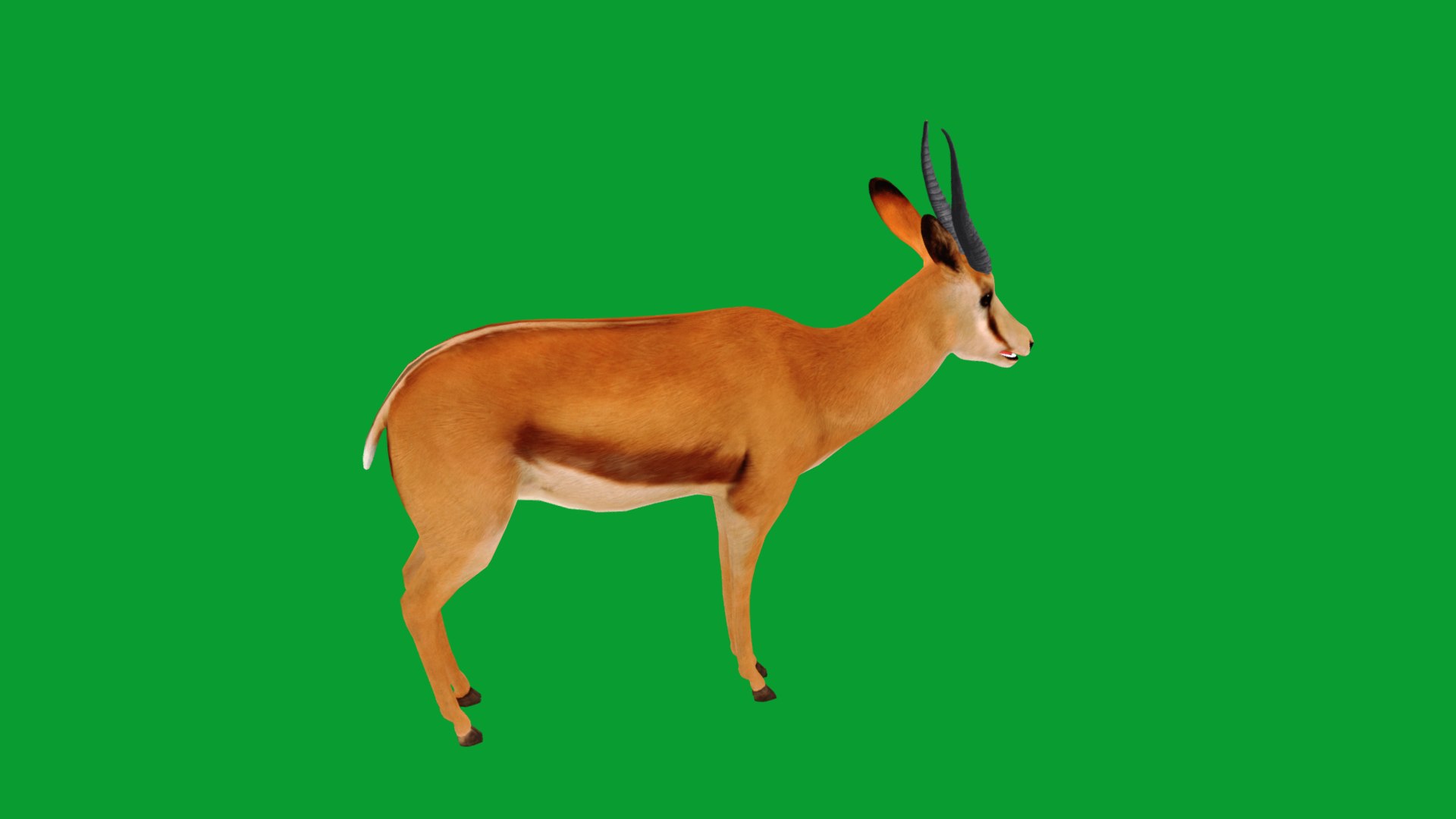 African Springbok Antelope 3D model https://p.turbosquid.com/ts-thumb/xi/pUuLRD/D6/springbok_antelope32/png/1768821962/1920x1080/fit_q87/2e6062ad2d7a538a5d9270e9ff792394a6d04aeb/springbok_antelope32.jpg