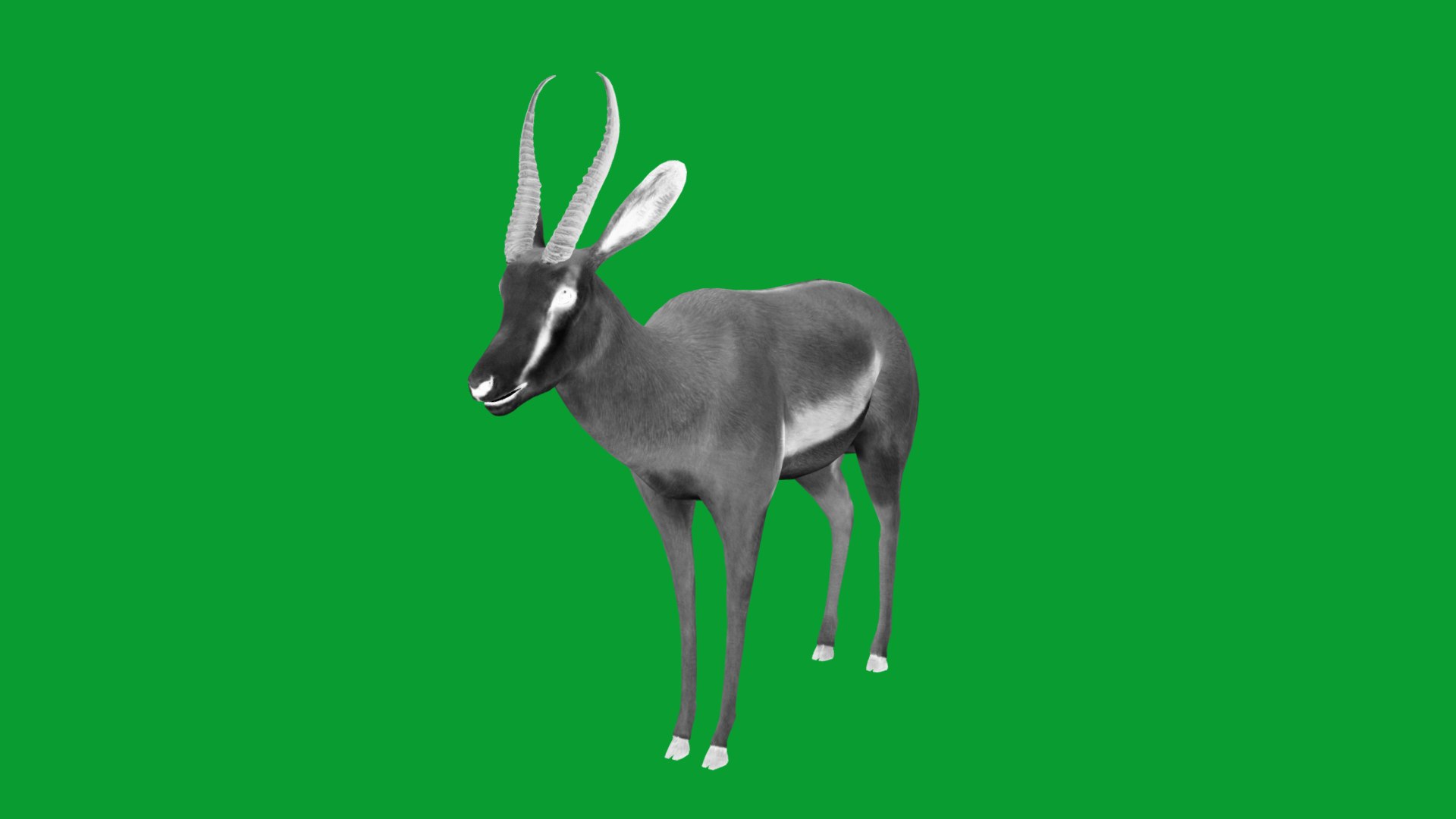 African Springbok Antelope 3D model https://p.turbosquid.com/ts-thumb/xi/pUuLRD/Jw/springbok_antelope14/png/1768821911/1920x1080/fit_q87/5ad916ab5c3d763062413a4069a4f280ccf4feb9/springbok_antelope14.jpg