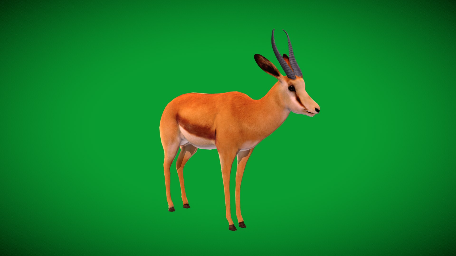 African Springbok Antelope 3D model https://p.turbosquid.com/ts-thumb/xi/pUuLRD/ND/springbok_antelope1/png/1768821867/1920x1080/fit_q87/55776a8f344fb3249a9370ccab60937fa7fea33d/springbok_antelope1.jpg