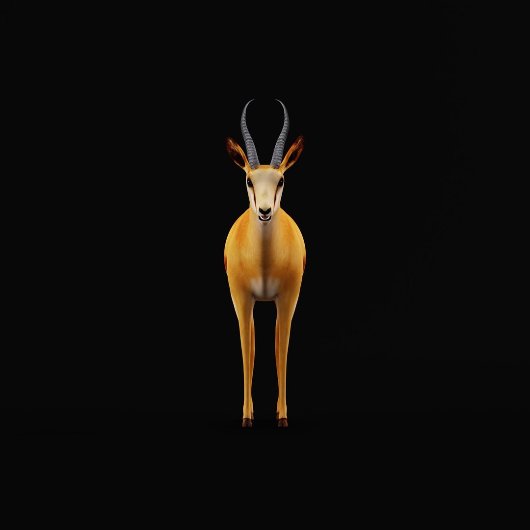 African Springbok Antelope 3D model https://p.turbosquid.com/ts-thumb/xi/pUuLRD/Oa/africanspringbokao_0000/jpg/1768821777/1920x1080/fit_q87/d449a882cdd46693537c09e9a53d34e90504eb76/africanspringbokao_0000.jpg