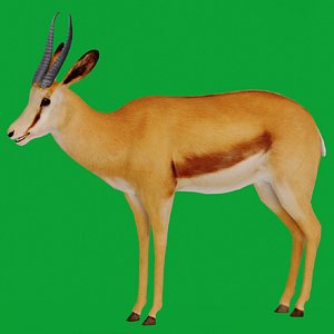 African Springbok Antelope