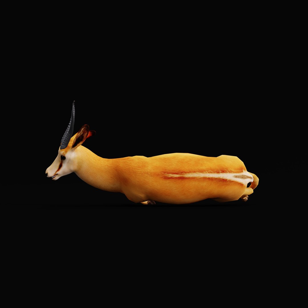 African Springbok Antelope 3D model https://p.turbosquid.com/ts-thumb/xi/pUuLRD/W9/africanspringbokao_0007/jpg/1768821793/1920x1080/fit_q87/02561d099d4efb0e7ec5e27962d379729211a3c0/africanspringbokao_0007.jpg