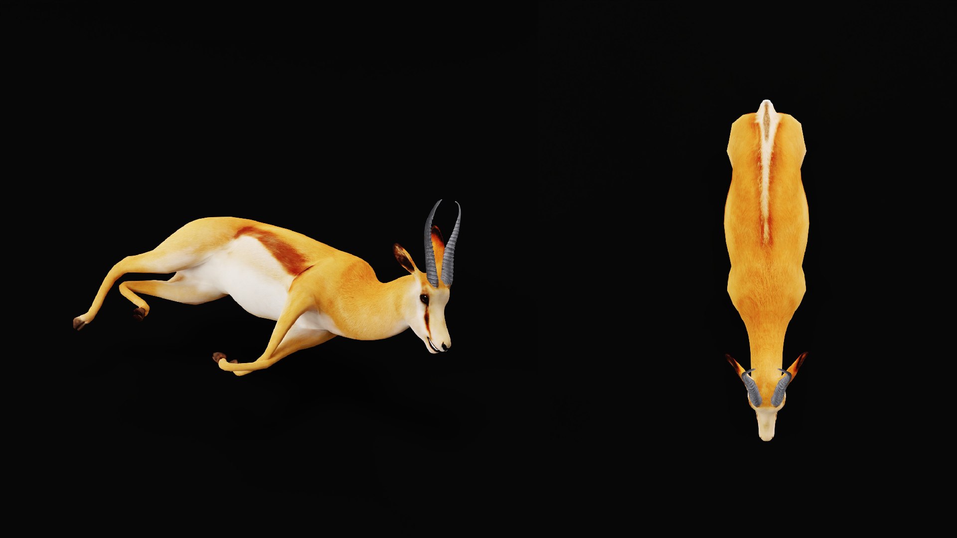 African Springbok Antelope 3D model https://p.turbosquid.com/ts-thumb/xi/pUuLRD/Xw/springbok_antelope7/png/1768821887/1920x1080/fit_q87/17062625d7ae5894de86317b546434f1931a7fe8/springbok_antelope7.jpg