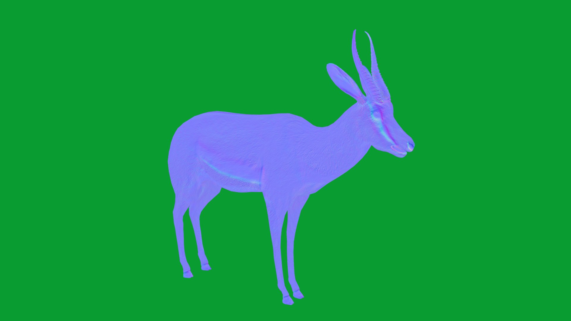 African Springbok Antelope 3D model https://p.turbosquid.com/ts-thumb/xi/pUuLRD/Ym/springbok_antelope12/png/1768821906/1920x1080/fit_q87/52ab6d5e6073f8e47dd6a835a86d1fcbff86b496/springbok_antelope12.jpg