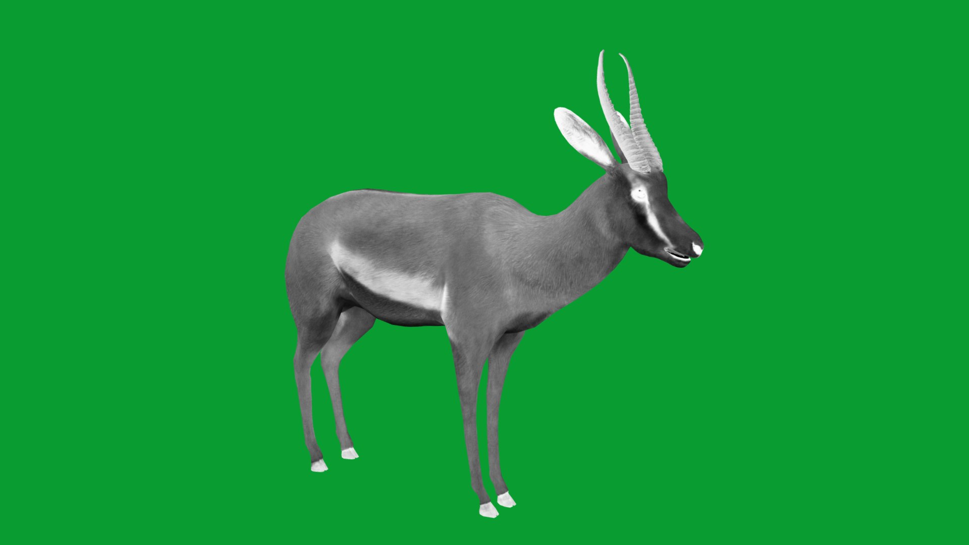African Springbok Antelope 3D model https://p.turbosquid.com/ts-thumb/xi/pUuLRD/dN/springbok_antelope13/png/1768821911/1920x1080/fit_q87/d5fd1e294db8f553befeadd6ff5b93612cb82172/springbok_antelope13.jpg