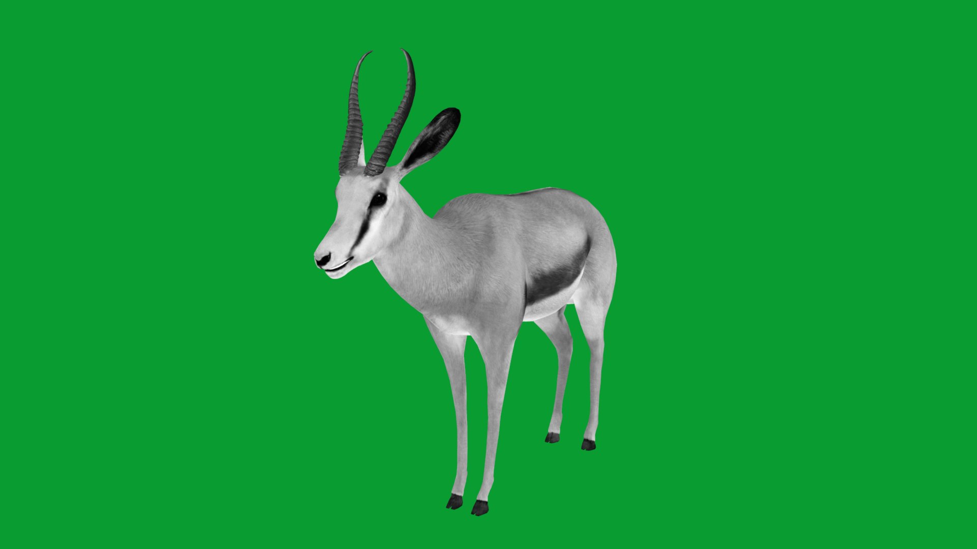African Springbok Antelope 3D model https://p.turbosquid.com/ts-thumb/xi/pUuLRD/eH/springbok_antelope15/png/1768821913/1920x1080/fit_q87/aa181a927d7a5b2a177f612766a04dd75e63e23a/springbok_antelope15.jpg