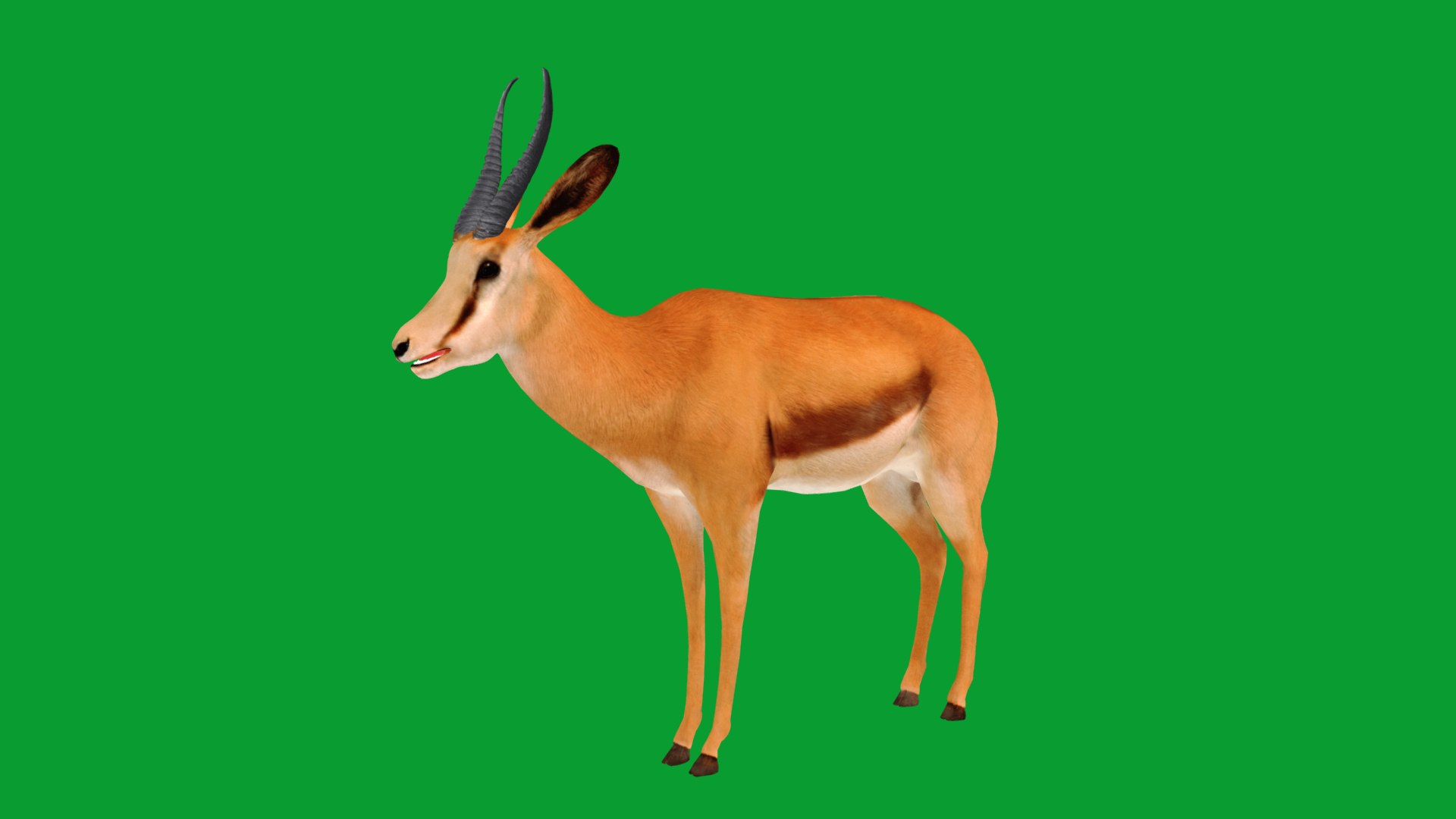 African Springbok Antelope 3D model https://p.turbosquid.com/ts-thumb/xi/pUuLRD/jg/springbok_antelope9/png/1768821899/1920x1080/fit_q87/37f6cfee78a0929fa2af16076f724e08a77732d4/springbok_antelope9.jpg