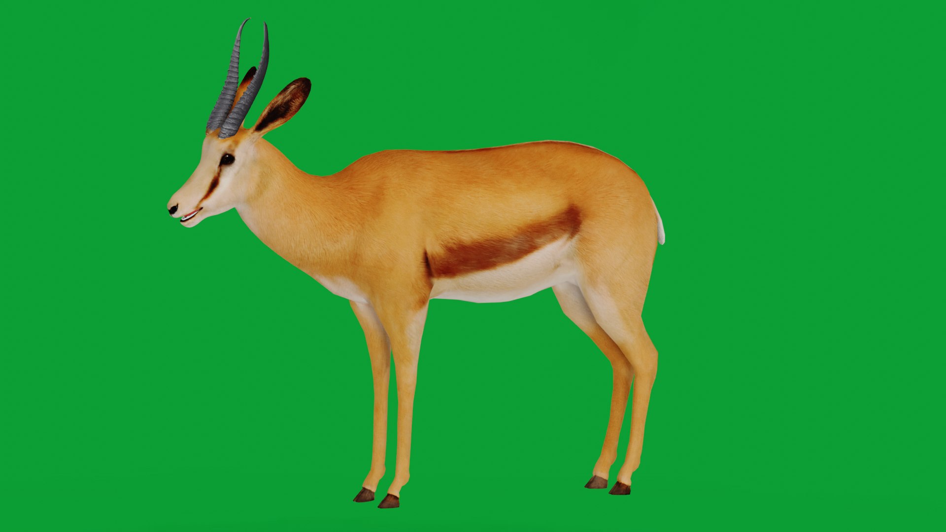 African Springbok Antelope 3D model https://p.turbosquid.com/ts-thumb/xi/pUuLRD/pm/springbok_1/png/1768821830/1920x1080/fit_q87/6b74d05111621b700bed7fc4ae8f1078452e798d/springbok_1.jpg