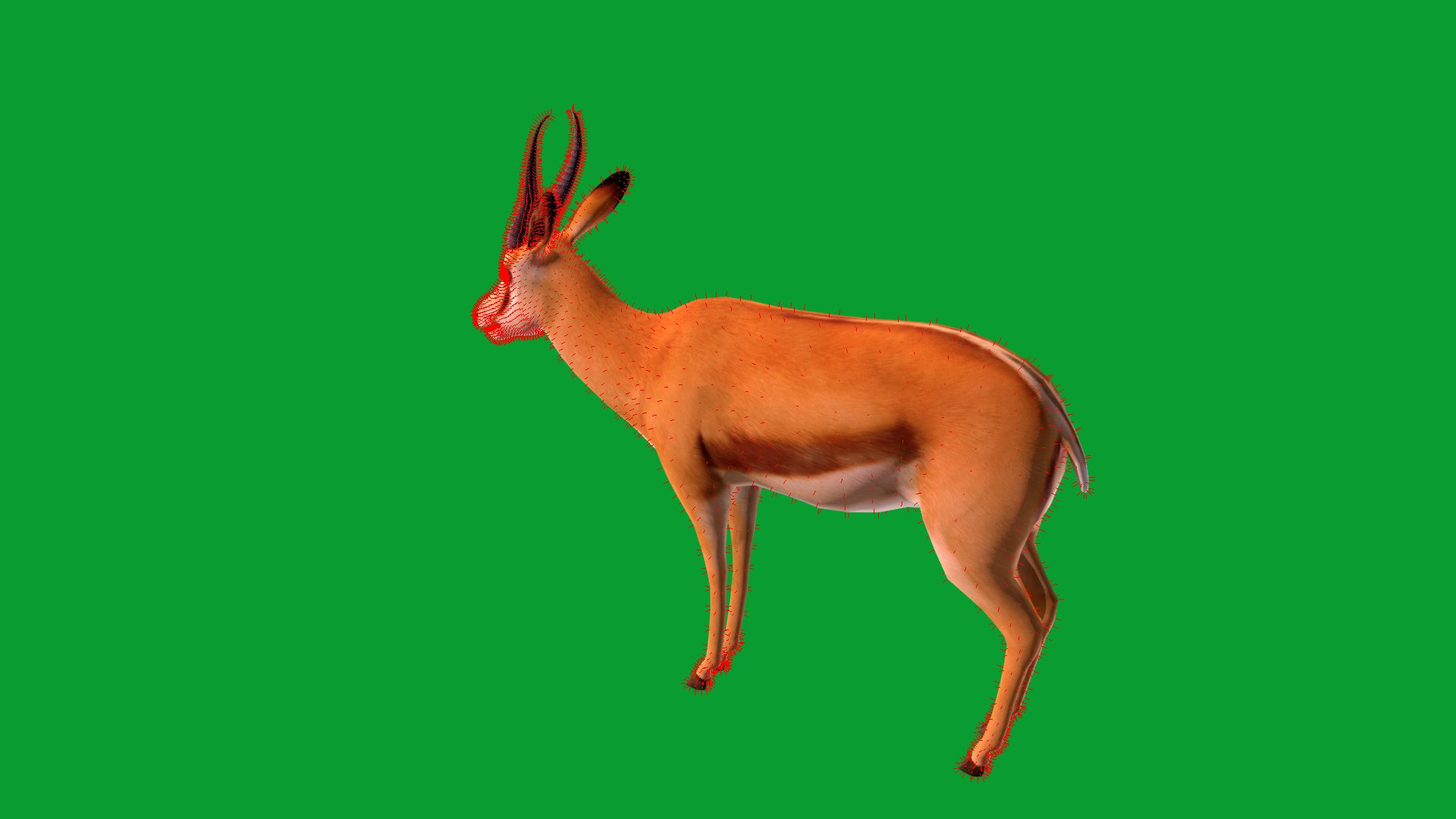 African Springbok Antelope 3D model https://p.turbosquid.com/ts-thumb/xi/pUuLRD/zi/springbok_antelope27/png/1768821940/1920x1080/fit_q87/fe58e09a296c0a1752157edec2eae3d38de5a459/springbok_antelope27.jpg