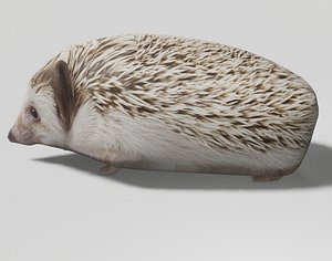 Realistic hedgehog OBJ