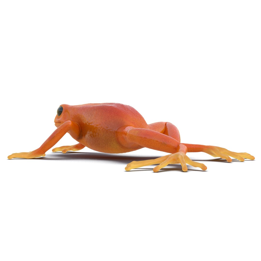 mantella frog pose 3 3d model https://p.turbosquid.com/ts-thumb/xi/xvL60f/4JYWohHm/3dmodelofmantellafrog09/jpg/1452519330/1920x1080/fit_q87/77722a46feb994ae2f4f6ec8a5e184f820b0f7f0/3dmodelofmantellafrog09.jpg