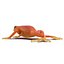 Mantella Frog Pose 3 3D Model
