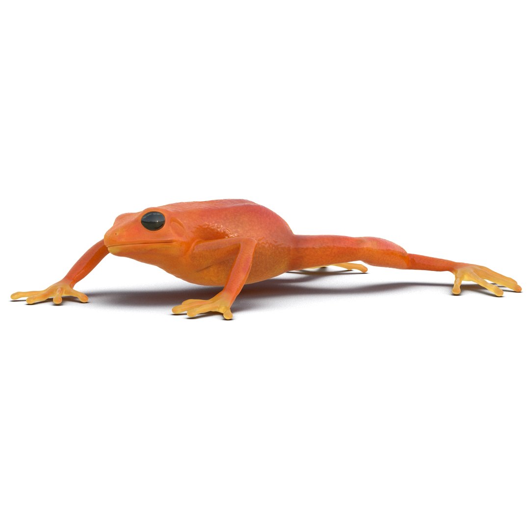mantella frog pose 3 3d model https://p.turbosquid.com/ts-thumb/xi/xvL60f/5SBZ7vTl/3dmodelofmantellafrog06/jpg/1452519330/1920x1080/fit_q87/79d7fa7f2ba86dc7d1505e9db2fd10a95a4bd3ac/3dmodelofmantellafrog06.jpg