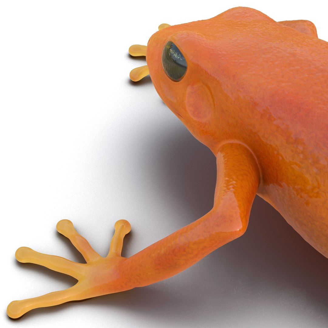 mantella frog pose 3 3d model https://p.turbosquid.com/ts-thumb/xi/xvL60f/CTLLxD93/3dmodelofmantellafrog17/jpg/1452519331/1920x1080/fit_q87/d5df2dcfc662a3a0d523cb6867caaef43e9eca46/3dmodelofmantellafrog17.jpg