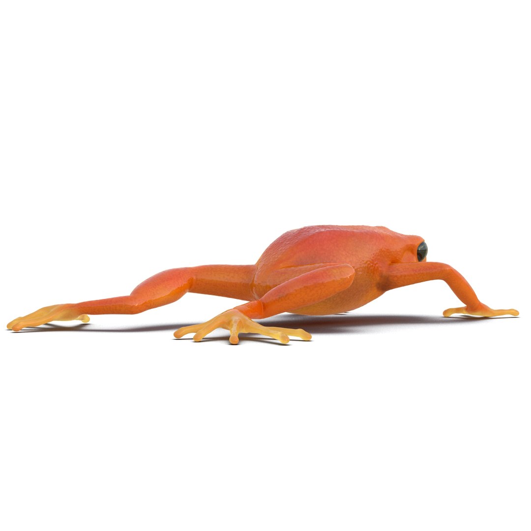 mantella frog pose 3 3d model https://p.turbosquid.com/ts-thumb/xi/xvL60f/LYbC9tMF/3dmodelofmantellafrog08/jpg/1452519330/1920x1080/fit_q87/b65ffa26a04f81cd170ea4d9ba1fa7a3e88abb62/3dmodelofmantellafrog08.jpg