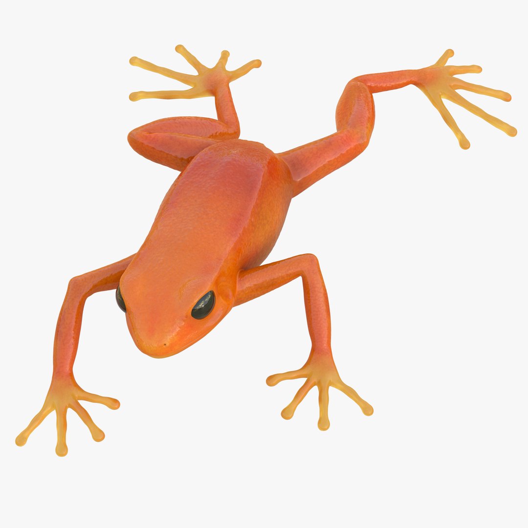 Mantella Frog Pose 3 3D Model 3D model preview