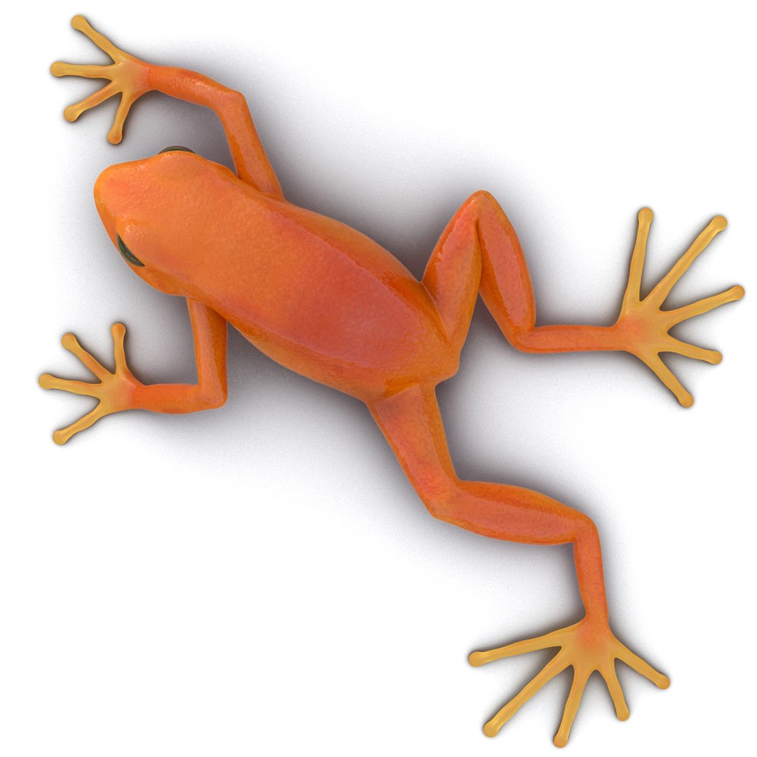 mantella frog pose 3 3d model https://p.turbosquid.com/ts-thumb/xi/xvL60f/c4wVw3rH/3dmodelofmantellafrog14/jpg/1452519331/1920x1080/fit_q87/e84466a41be8a0f21ec7120df3ab9072ff3197ad/3dmodelofmantellafrog14.jpg
