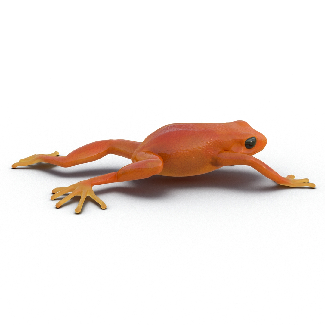 mantella frog pose 3 3d model https://p.turbosquid.com/ts-thumb/xi/xvL60f/j2RcJg5i/mantella_frog_pose_3_360/jpg/1452519350/1920x1080/turn_fit_q99/00e3212a6d2b2e3505a5ec6ba9c4687f8f7d7b3a/mantella_frog_pose_3_360-1.jpg