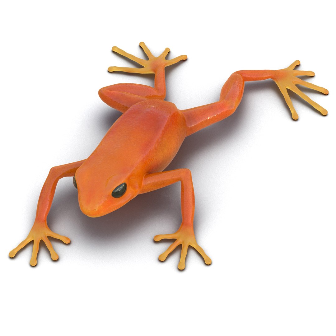 mantella frog pose 3 3d model https://p.turbosquid.com/ts-thumb/xi/xvL60f/mRZtzx0v/3dmodelofmantellafrog02/jpg/1452519330/1920x1080/fit_q87/87adc374992ace1cdd6b4b870e5be9dc698d2553/3dmodelofmantellafrog02.jpg