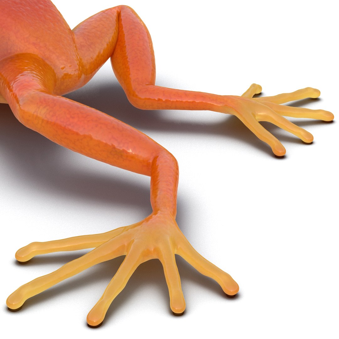 mantella frog pose 3 3d model https://p.turbosquid.com/ts-thumb/xi/xvL60f/uiCw6DNY/3dmodelofmantellafrog19/jpg/1452519331/1920x1080/fit_q87/978663510c4690c9106cf6ab4cef0c0ee7207d43/3dmodelofmantellafrog19.jpg