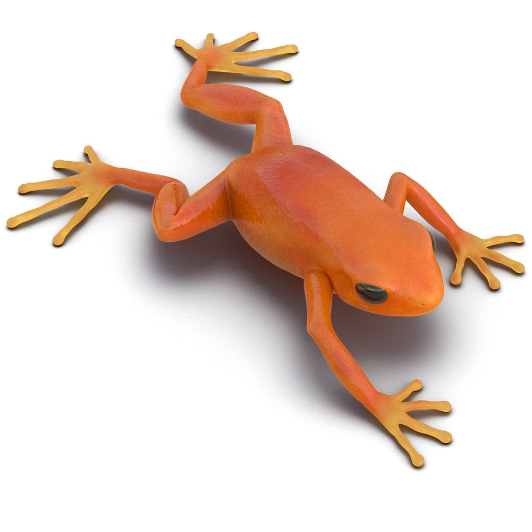 mantella frog pose 3 3d model https://p.turbosquid.com/ts-thumb/xi/xvL60f/x72sLrk1/3dmodelofmantellafrog03/jpg/1452519330/1920x1080/fit_q87/b39836e5974bea6b00ce4fbd1bdeaf992ff426e0/3dmodelofmantellafrog03.jpg