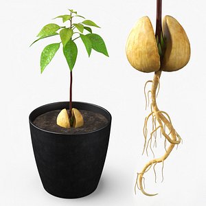 3D Avocado Seedling Planted in Pot of Soil