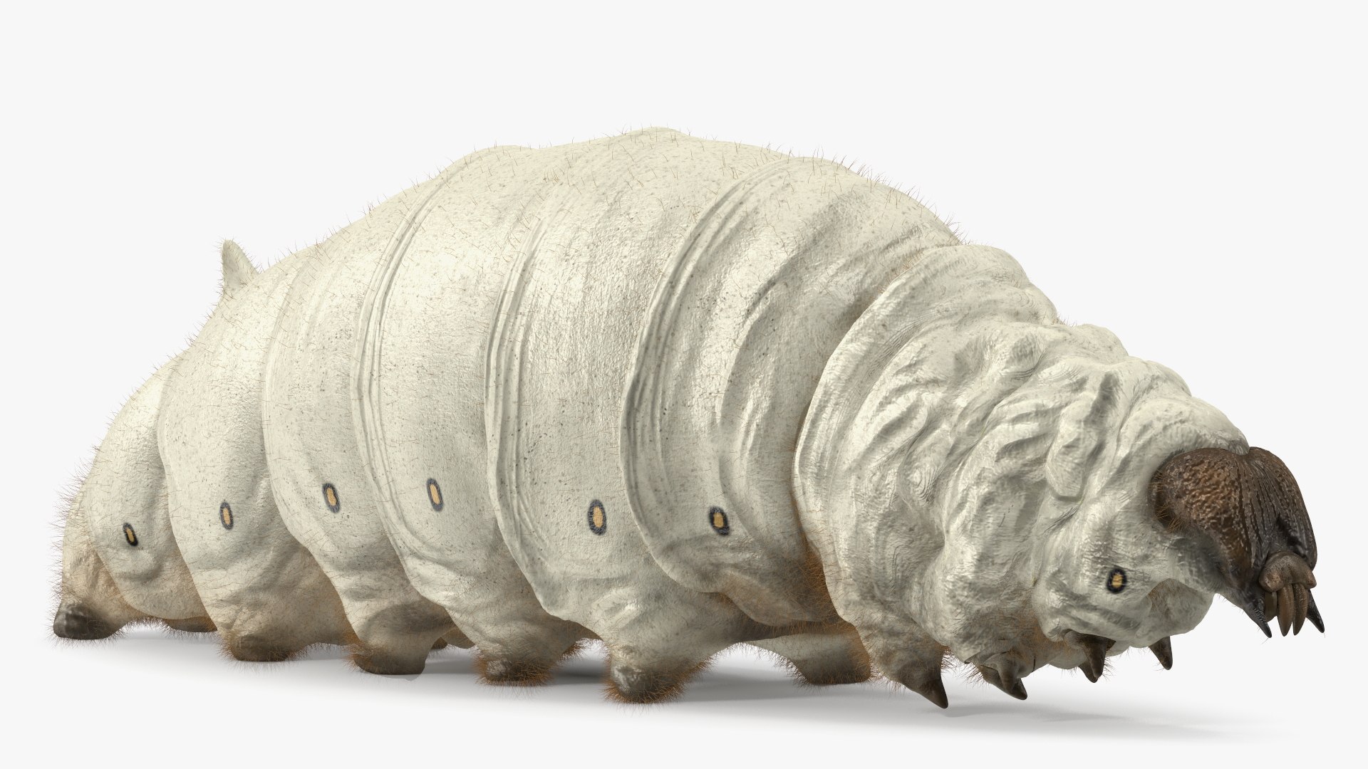 Silkworm White Fur 3D model preview