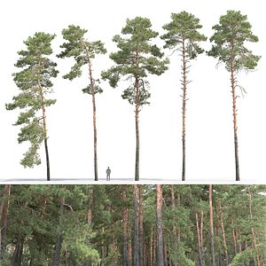 3D model pine trees