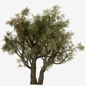 3D Set of Olive or Olea Europaea Tree - 2 Tree