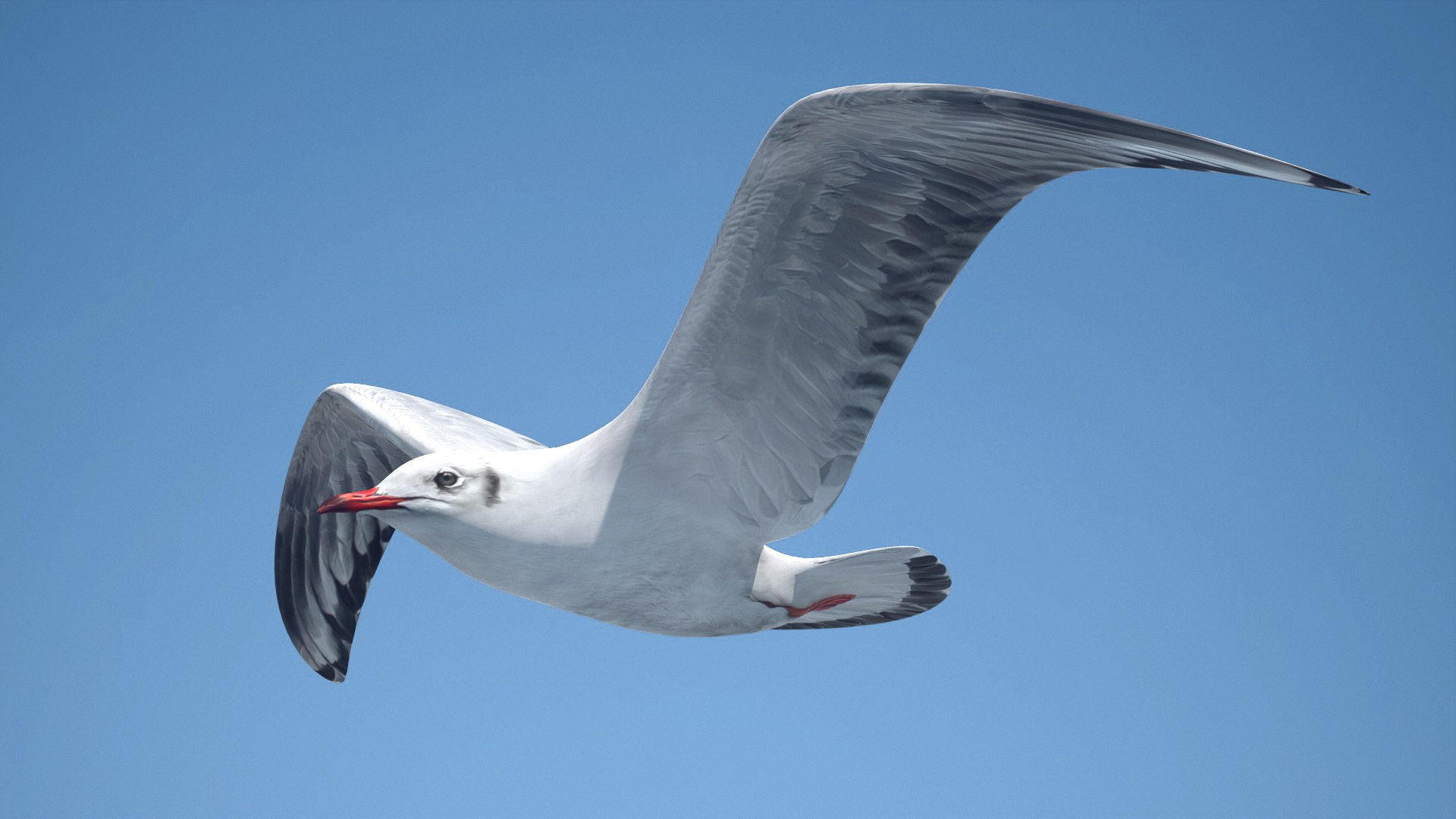 jonathan livingston version 3 3D model https://p.turbosquid.com/ts-thumb/xj/htlYPg/6X/seagull001/jpg/1608030967/1920x1080/fit_q87/05c2c0eef42b2dae4ca3580bf79faac0d2e7f4d5/seagull001.jpg