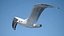 Seagull Jonathan Livingston Version 3