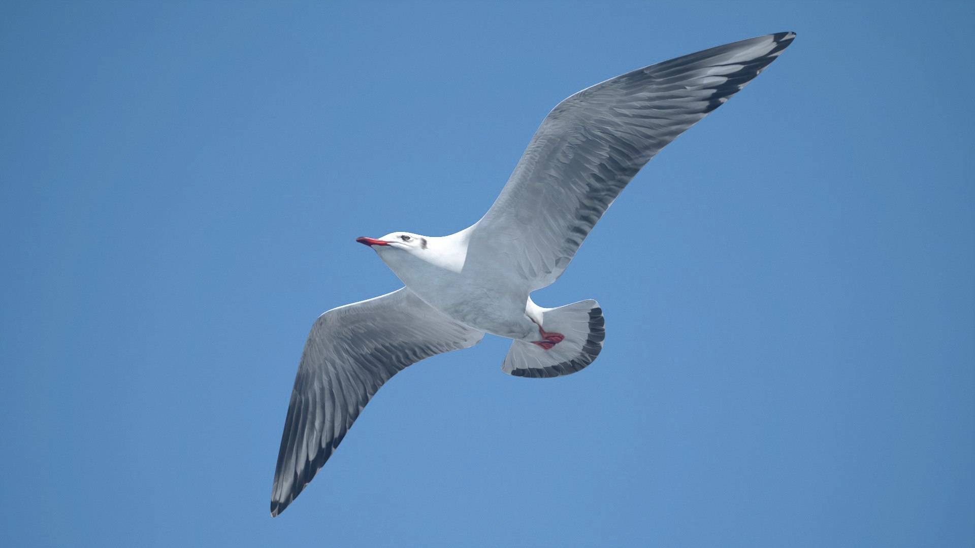 jonathan livingston version 3 3D model https://p.turbosquid.com/ts-thumb/xj/htlYPg/Ot/seagull/jpg/1608030967/1920x1080/fit_q87/9cba7b936ebca08c88ff8fe93ae4f3604483a887/seagull.jpg
