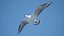 Seagull Jonathan Livingston Version 3