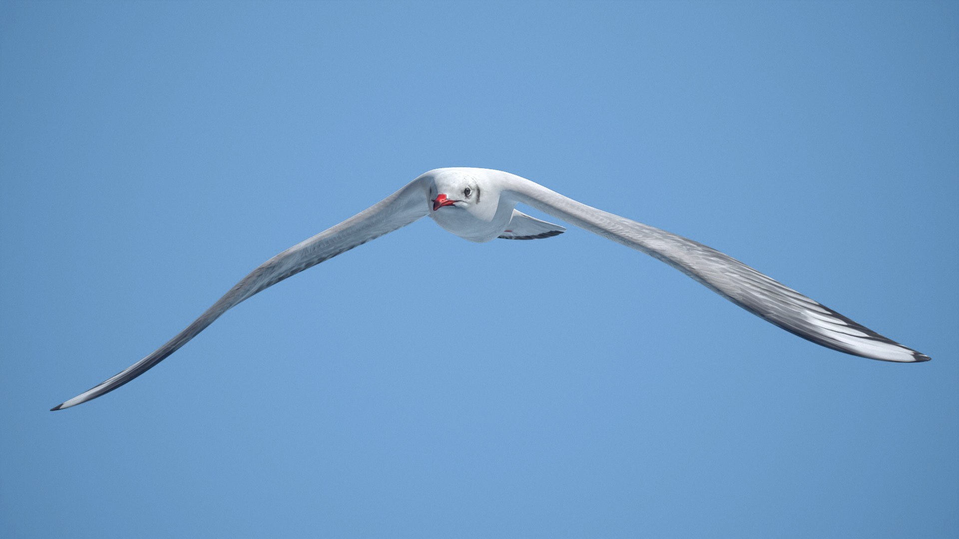 jonathan livingston version 3 3D model https://p.turbosquid.com/ts-thumb/xj/htlYPg/UI/seagull006/jpg/1608030967/1920x1080/fit_q87/03840d6ee02c31cdf87bb4df97b7bd08aa663f3c/seagull006.jpg