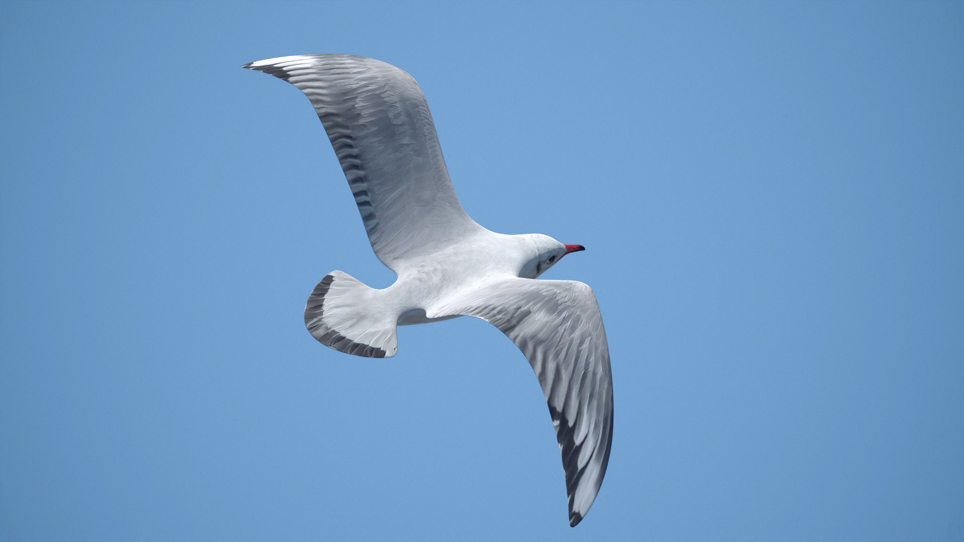 jonathan livingston version 3 3D model https://p.turbosquid.com/ts-thumb/xj/htlYPg/dr/seagull004/jpg/1608030968/1920x1080/fit_q87/479498d36563a55cae4f40e785511e292ca87117/seagull004.jpg