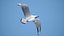 Seagull Jonathan Livingston Version 3